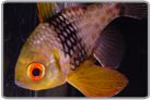 Pajama Cardinalfish